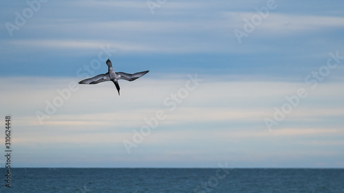 Gannet (juvenile) diving into the ocean for fish with his wings outstretched showing his underside plumage