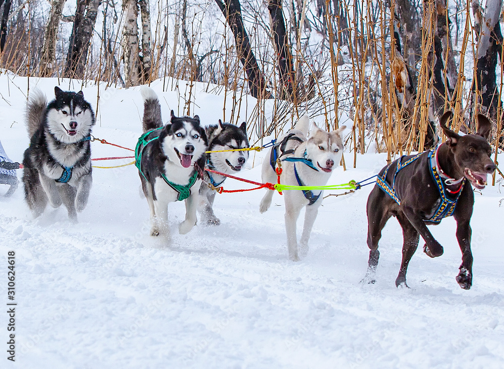 sled dog race on snow in winter