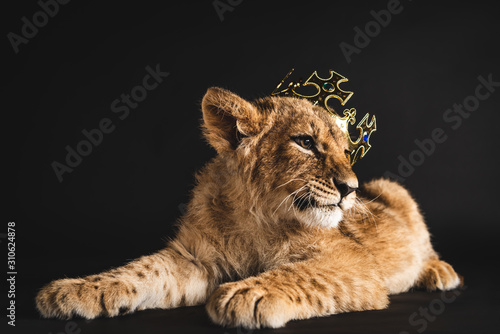 adorable lion cub lying in golden crown isolated on black