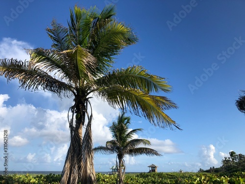 Delray Beach  Florida - beach scene and palm trees
