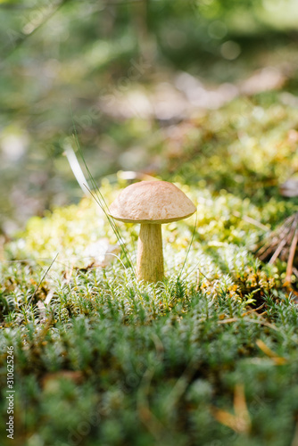 The aspen mushroom grows in the forest in the moss in autumn or spring