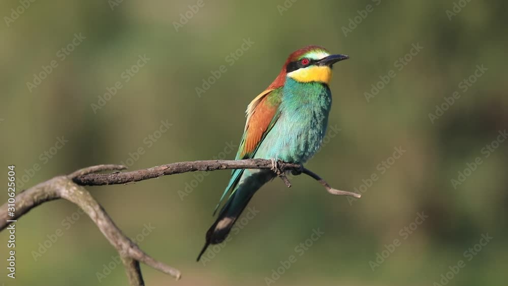 European bee-eater - Merops apiaster - on a branch in the morning. European bee-eater - Merops apiaster - on a branch in the morning.