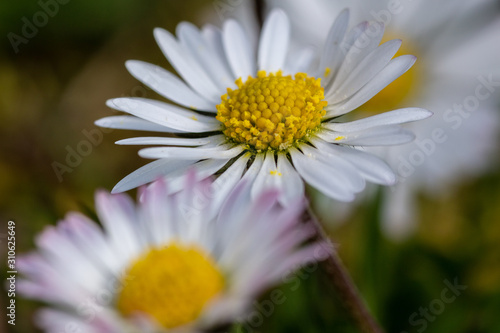 margriet © Wicher Oort