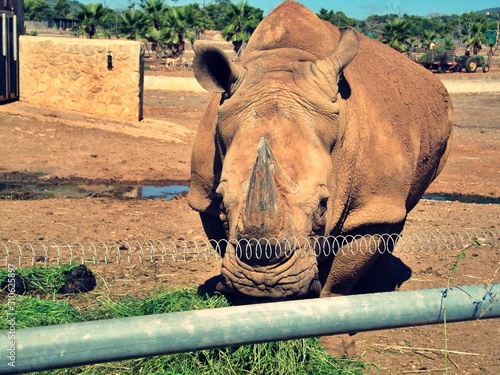 rhinoceros in zoo