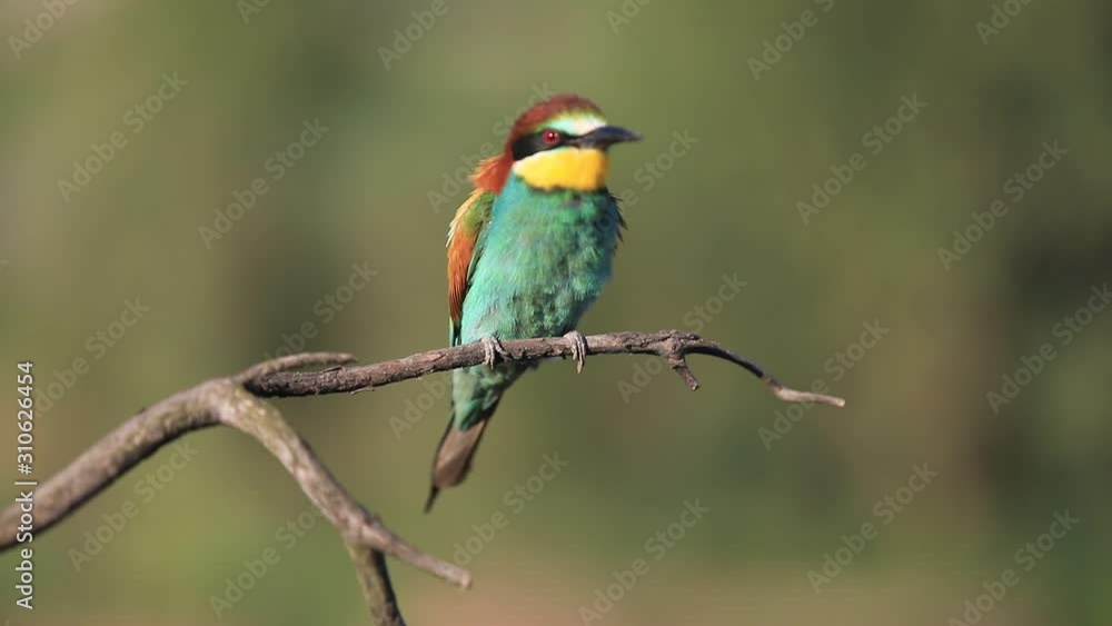 European bee-eater - Merops apiaster - on a branch in the morning. European bee-eater - Merops apiaster - on a branch in the morning.
