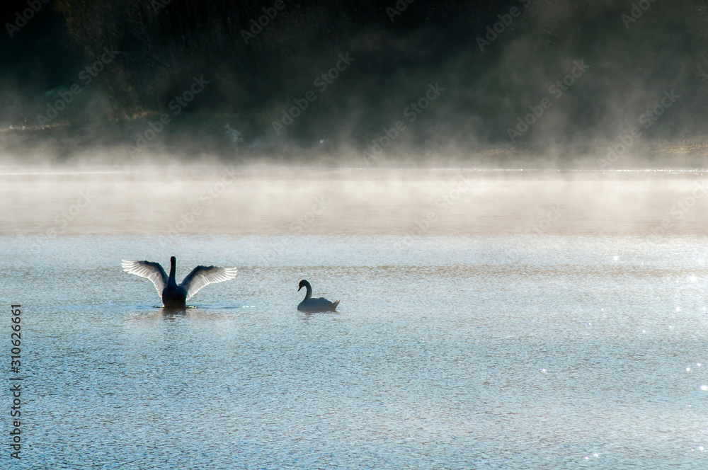 Fototapeta premium white swans on an autumn lake on a sunny day