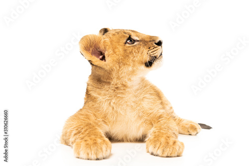 Papier peint cute lion cub lying and looking away isolated on white