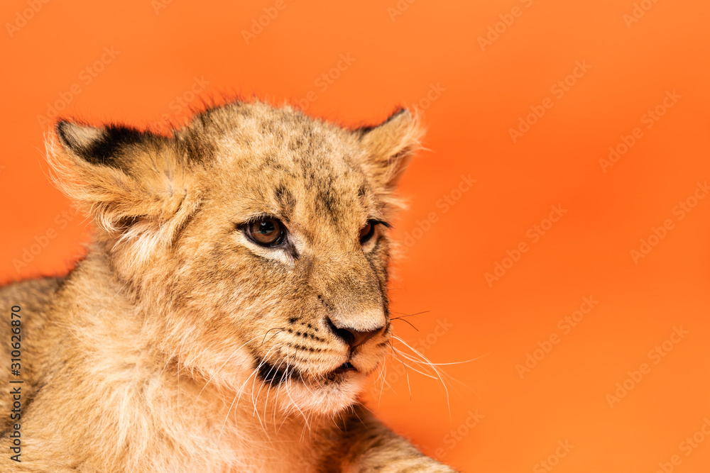 close up view of cute lion cub lying on orange background close up view of cute lion cub lying on orange background