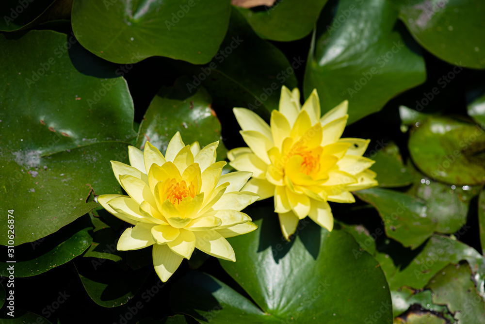 water lily in pond