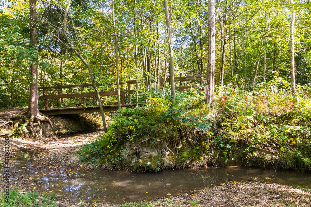 Obraz premium laubwald mit einer holzbrücke