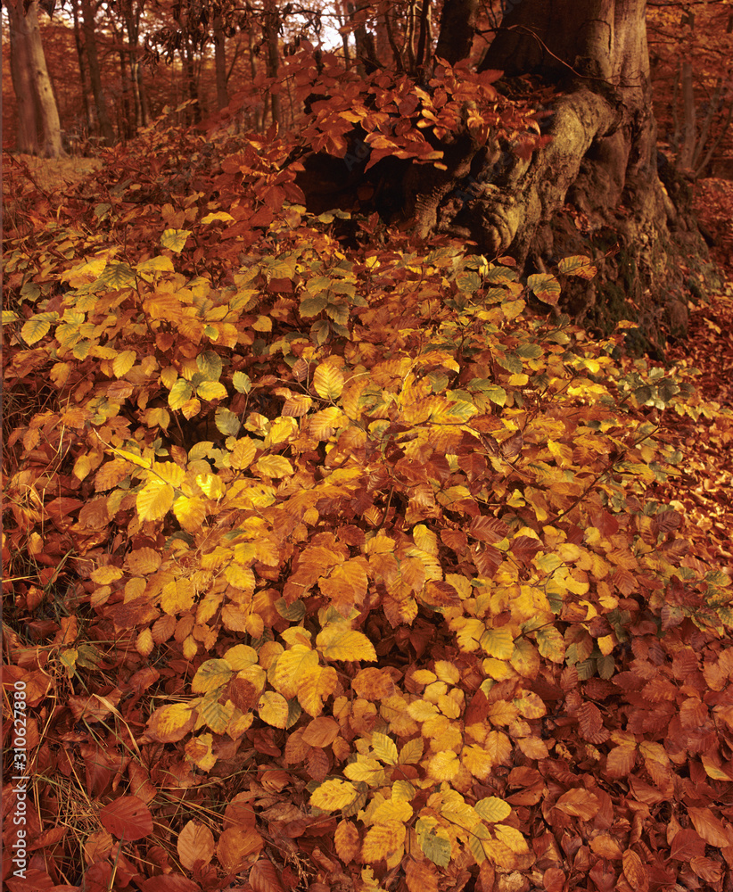 Autumn leaves on the forest floor 