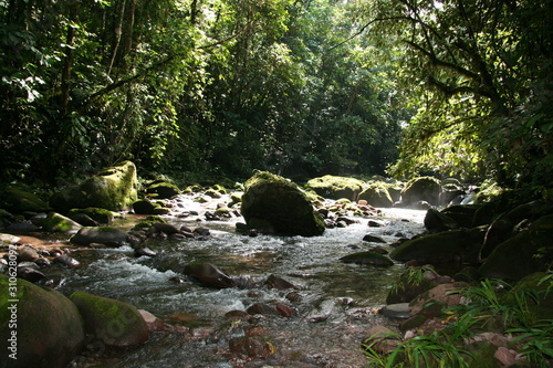 Río pequeño rodeado de jungla