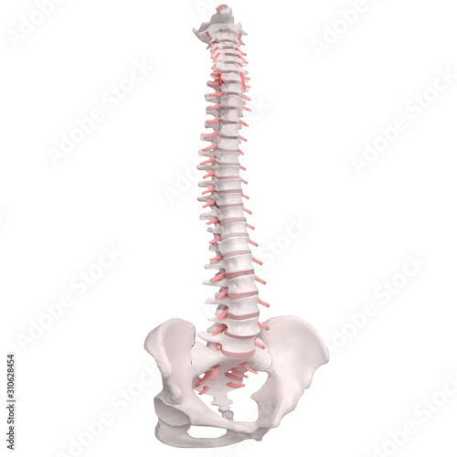 Foto Human Spine Anatomy