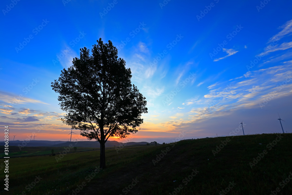 In the evening, a tree is on the grassland In the evening, a tree is on the grassland