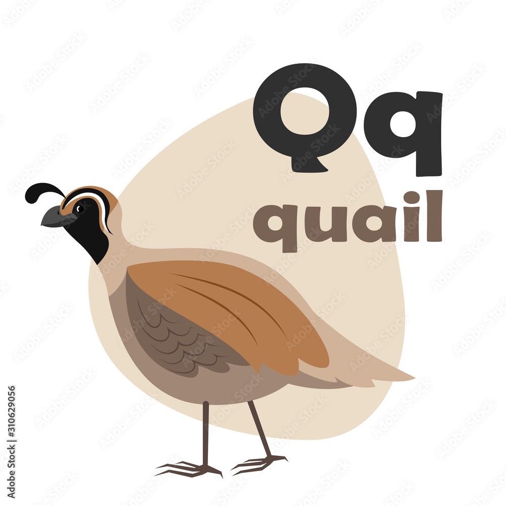 ABC Alphabet illustration. Vector cute kids animal alphabet. Letter Q. Cute  cartoon quail. Stock Vector | Adobe Stock