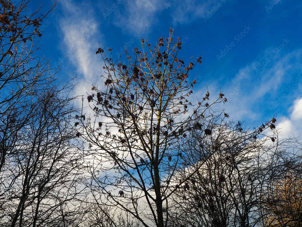 Young oak tree with bare branches and the last few leaves in early winter against a dramatic blue sky with white clouds Young oak tree with bare branches and the last few leaves in early winter against a dramatic blue sky with white clouds