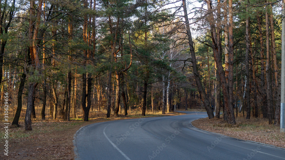 Fototapeta premium road in the forest