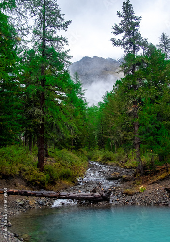 A mountain stream flows from the forest and flows into a lake in the Altai Republic.