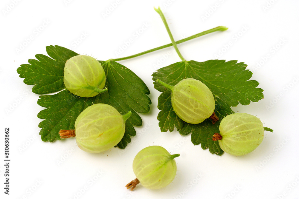 Gooseberries. Ribes grossularia. Gooseberries. Ribes grossularia.