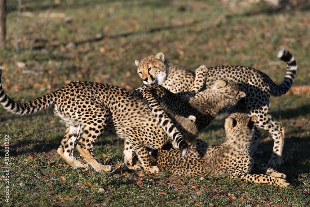 Fototapeta premium cheetah in savannah in kenya