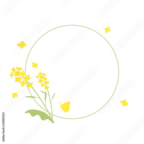Vector canola flowers background illustration on white