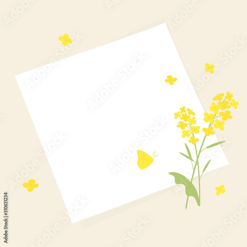 Vector canola flowers and white paper background illustration