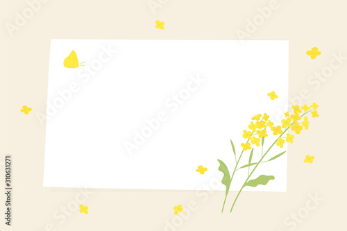 Vector canola flowers and white paper background illustration