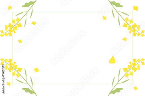 Vector canola flowers background illustration on white
