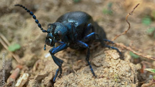 European oil beetle Meloe proscarabaeus photo