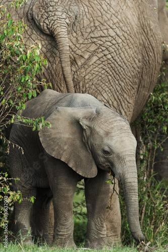 Group of elephants in kenya © gi0572