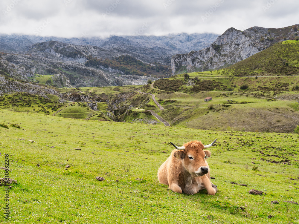 Fototapeta premium Cows in the mountain, Covandonga Lakes, Asturias, Spain