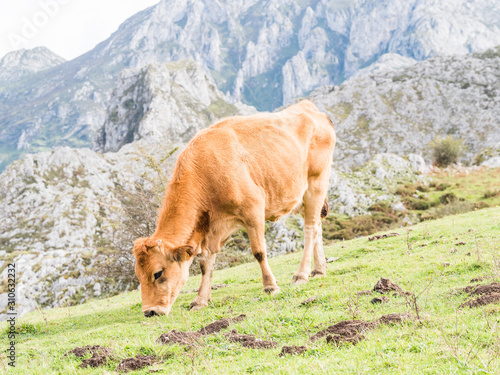 Cows in the mountain, Covandonga Lakes, Asturias, Spain