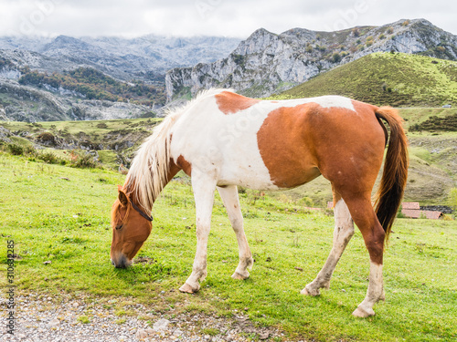 Horses in the mountain, Covandonga Lakes, Asturias, Spain