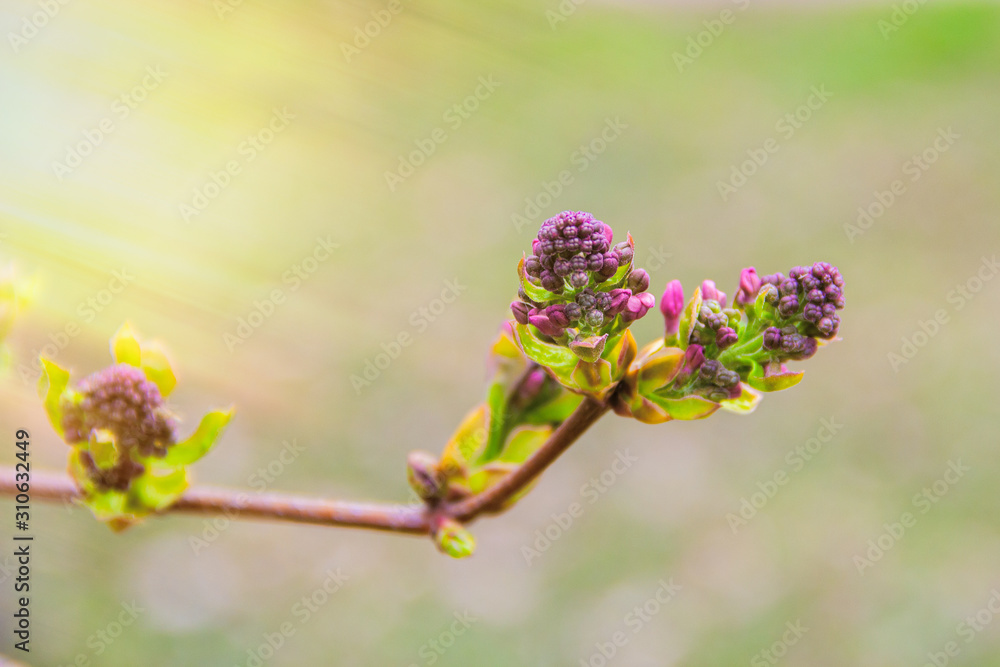 Spring bud of lilac. Composition of nature. Spring Awakening Concept. Spring bud of lilac. Composition of nature. Spring Awakening Concept.
