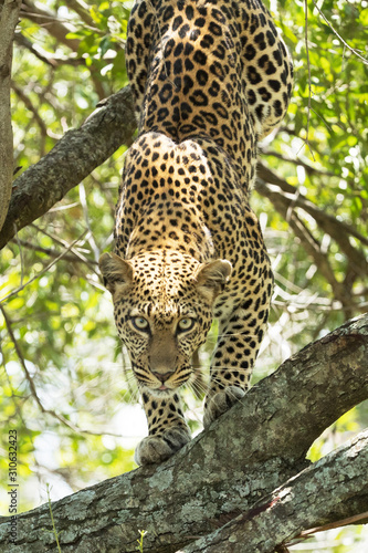 A leopard in savannah in kenya