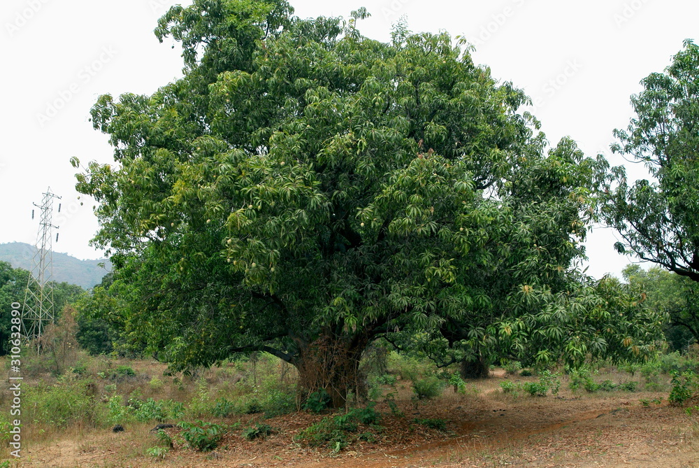 Mango tree with Mangoes. Maharashtra, India Mango tree with Mangoes. Maharashtra, India
