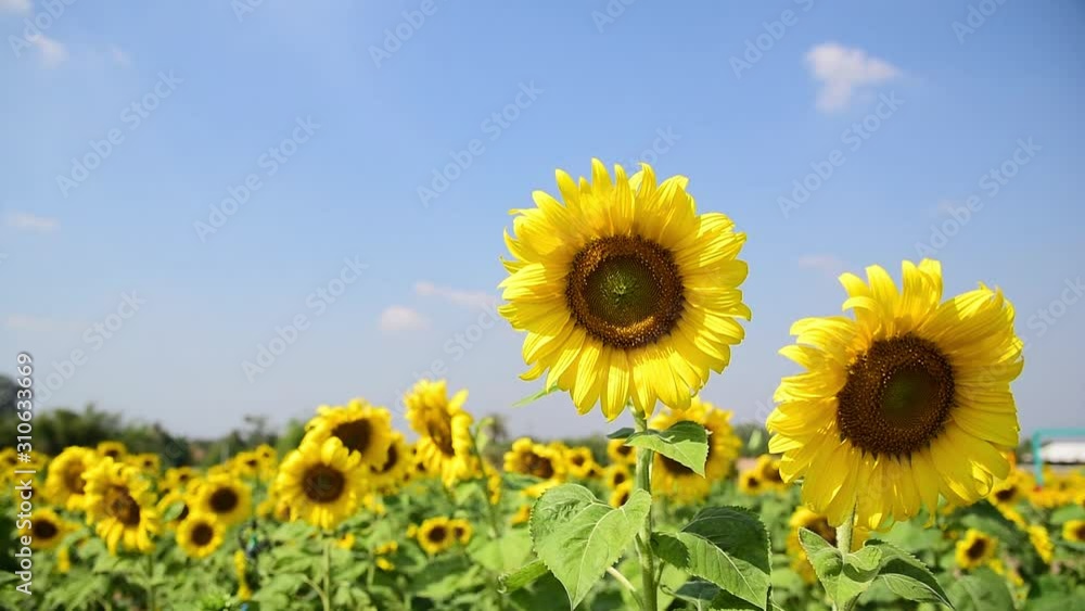 The sunflower in the sunflower field is moving The sunflower in the sunflower field is moving