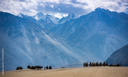 Fototapeta Naklejka Na Ścianę i Meble -  trip in the sand dunes of Nubra Valley, Ladakh