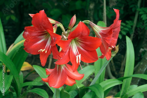 Close-up of an Ornamental flower, Hippeastrum hybrids. 