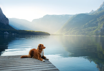 dog on a journey. Nova Scotia retriever by a mountain lake on a wooden bridge. A trip with a pet to nature