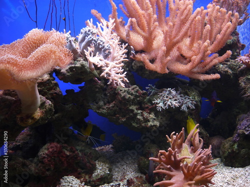 Colorful corals grow in tropical seas waters