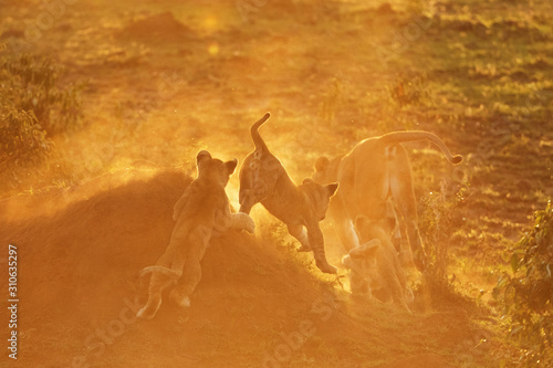 lion in savannah in kenya