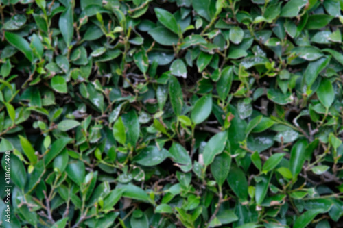 Wallpaper Mural background of green leaves Torontodigital.ca