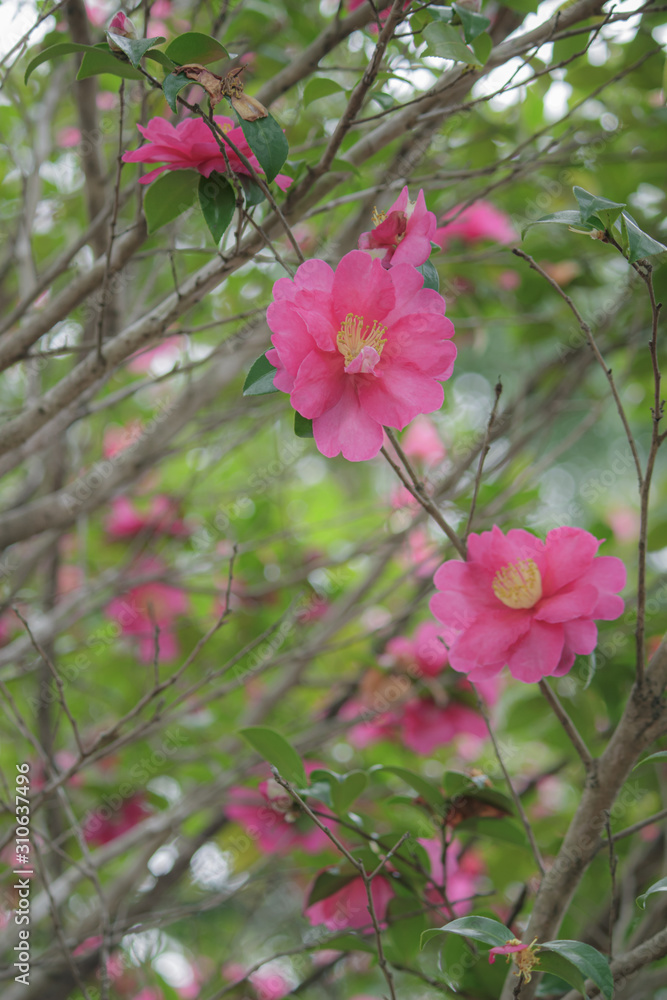 Obraz premium かわいい山茶花