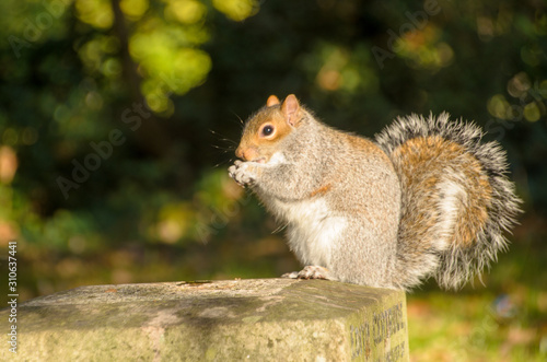 squirrel