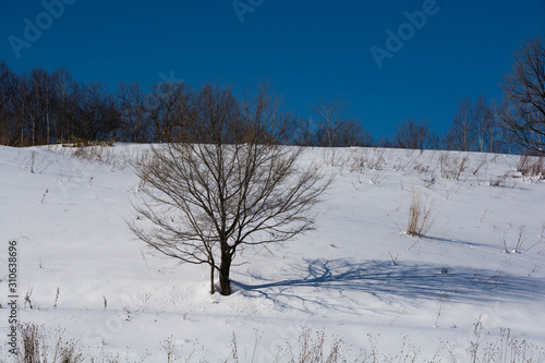 雪の斜面の冬木立と青空 © kinpouge