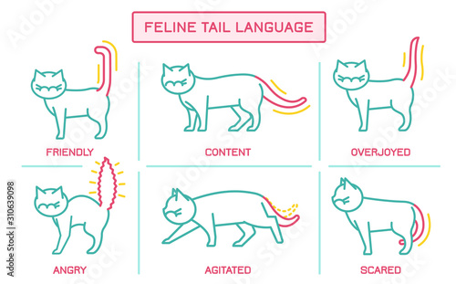 Cat Behavior Poster
