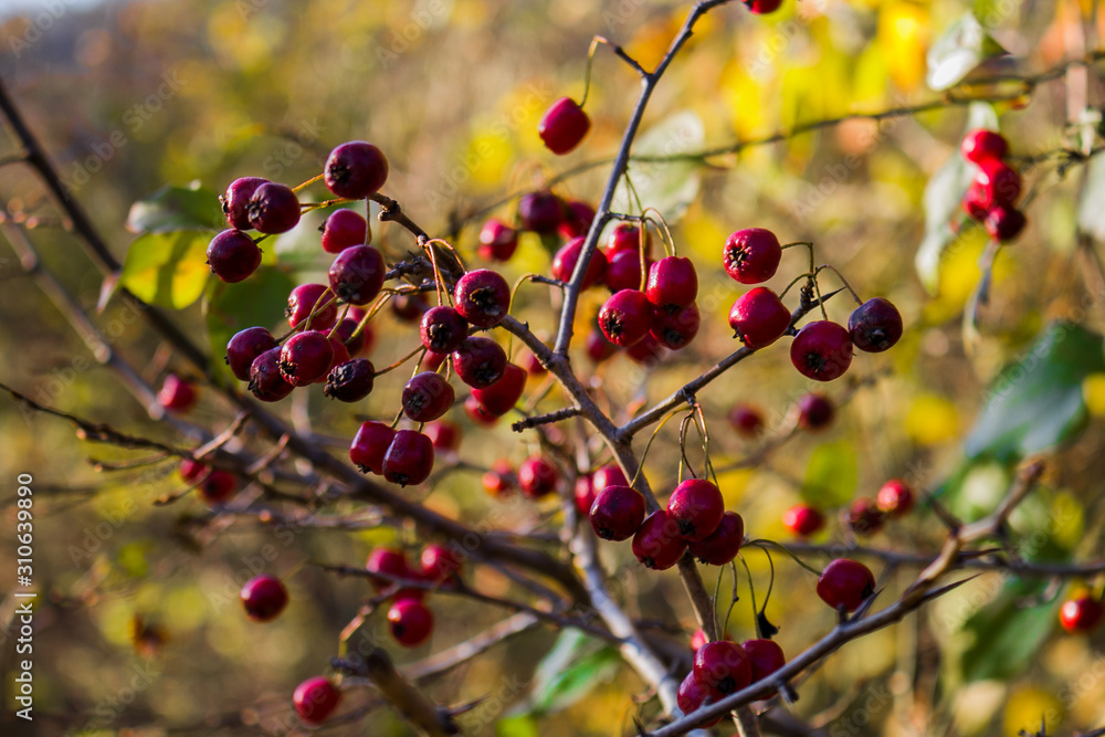 Red Rowan Berries On The Tree Red Rowan Berries On The Tree