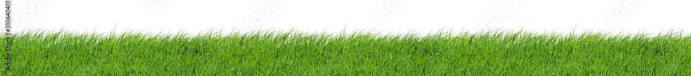 Fototapeta premium Green Grass 