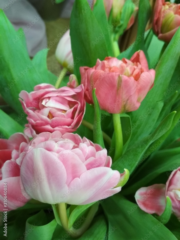 Beautiful delicate large bouquet of three pink large tulips. Design element.